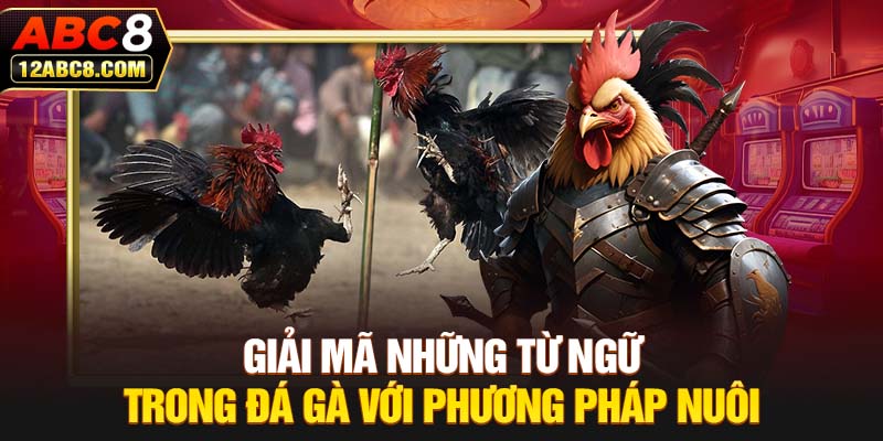 Giải mã những từ ngữ trong đá gà với phương pháp nuôi