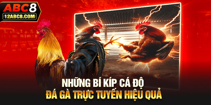 Những bí kíp cá độ đá gà trực tuyến hiệu quả